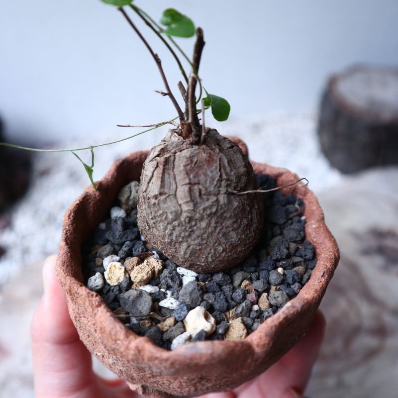 ディオスコレア 亀甲竜 Dioscorea elephantipe no.1