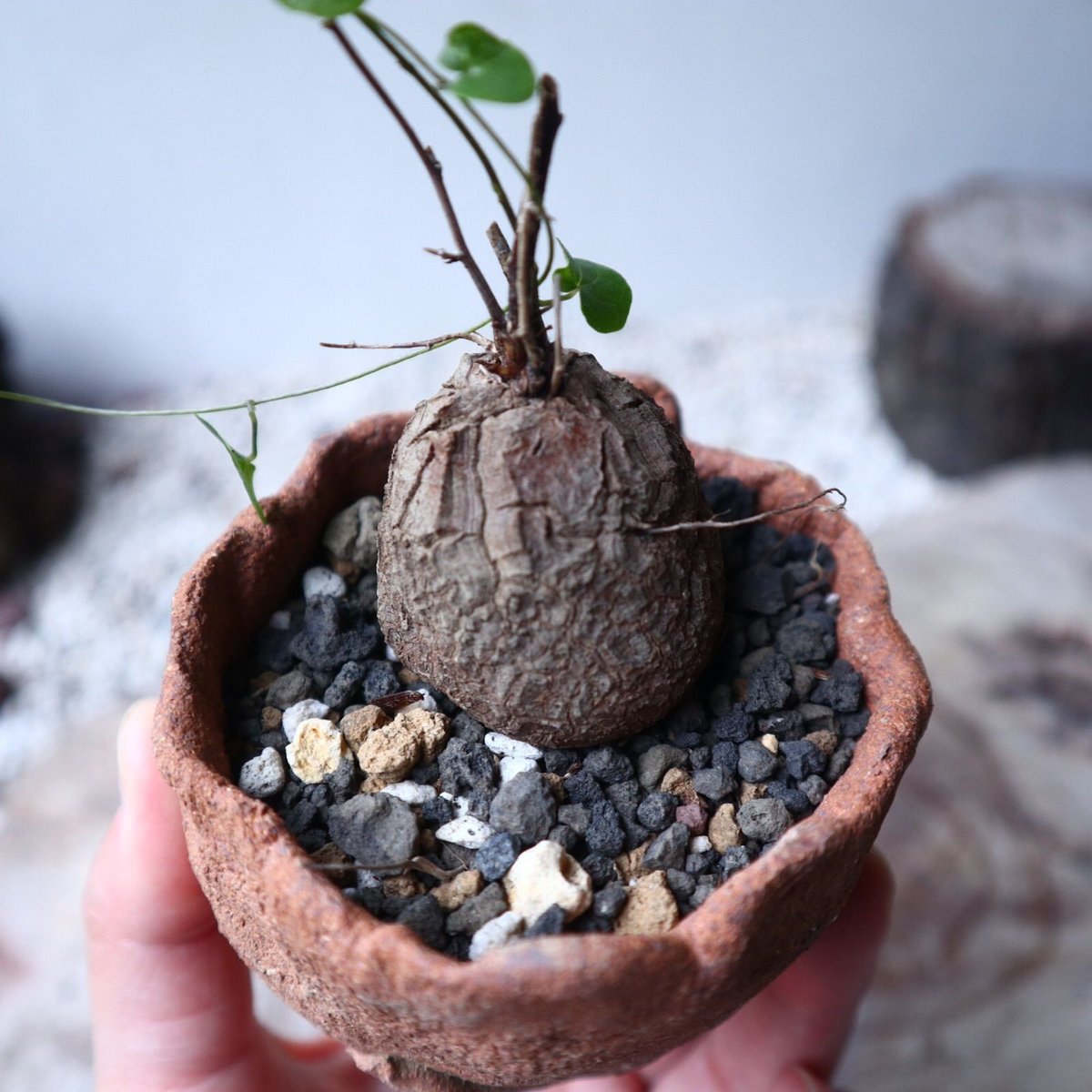 ディオスコレア 亀甲竜 Dioscorea elephantipe no.1 ディオスコレア 亀甲竜 Dioscorea elephantipe no.1