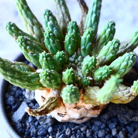 ユーフォルビア エスクレンタ  Euphorbia esculenta   no.11215