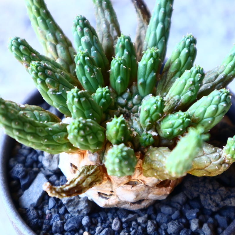 ユーフォルビア エスクレンタ Euphorbia esculenta no.11215