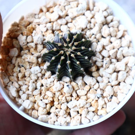 ギムノカリキウム   フィードリッフィーLB2178  Gymnocalycium friedrichii    no.102813