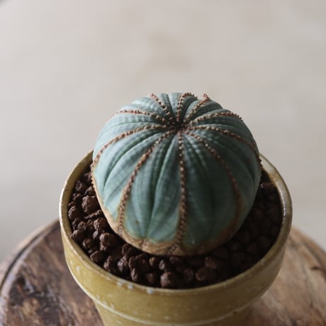 Euphorbia obesa × YAMABACHI var. Atsushi Funakushi  no.905-26