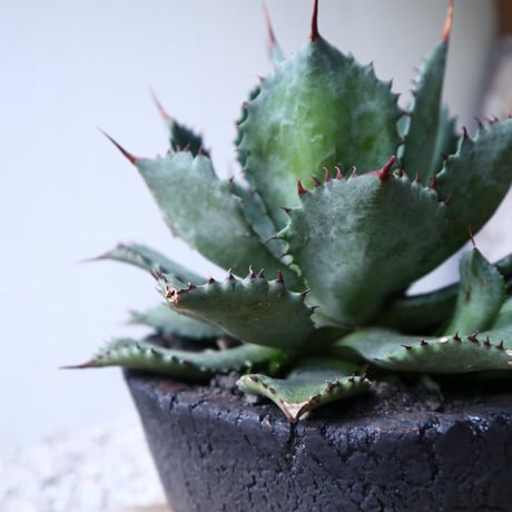 アガベ   ポタトラム     Agave potatorum    no.112418