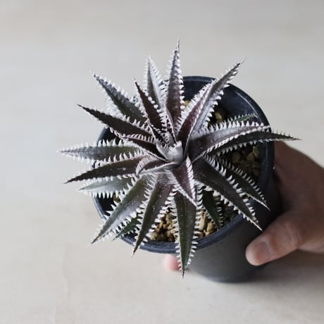 Dyckia 'Bakers Domain' x 'Super Arizona' Shidoku_Plants Hybrid / (3.5号鉢)  no.913/62
