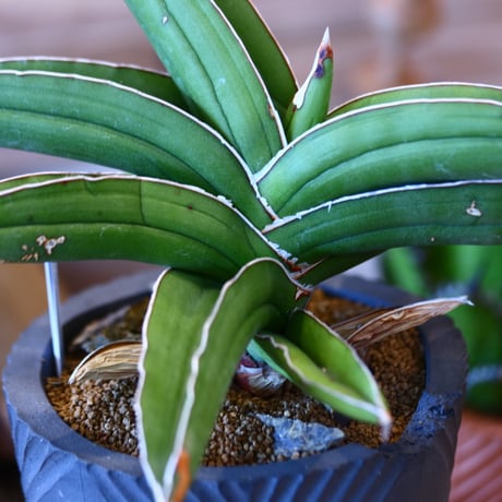 N/OH × Sansevieria ehrenbergii〝Samurai″  no.111926