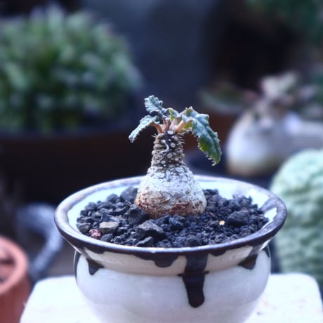 ドルステニア フォエチダ    Dorstenia foetida     no.41826