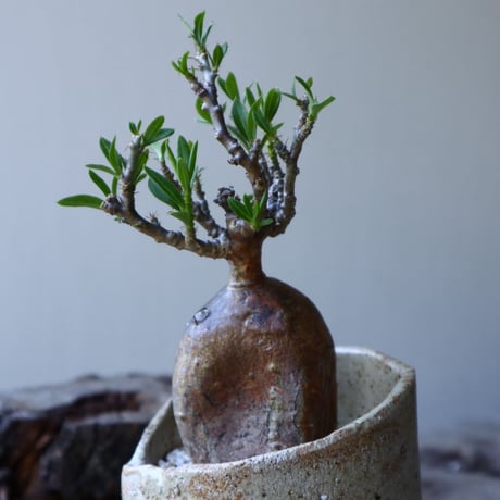 パキポディウム ビスピノーサム    Pachypodium bispinosum   no.51933