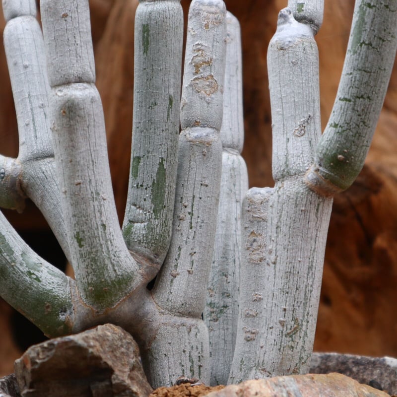 セロペギア フスカ / Ceropegia fusca / 発根済み no.31275