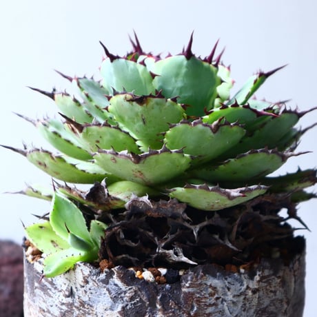 アガベ   ポタトラム     Agave potatorum    no.72104
