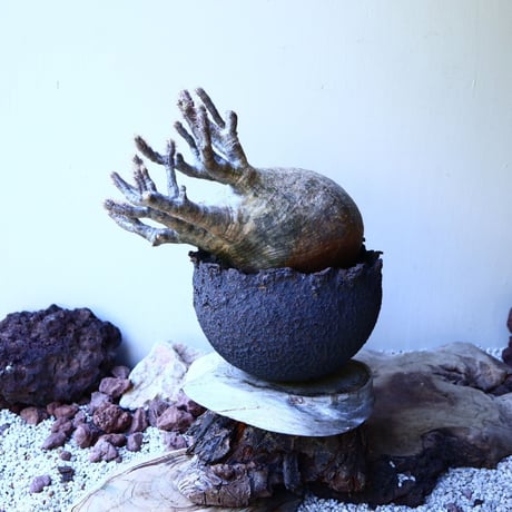 パキポディウム グラキリス Pachypodium rosulatum var. gracilius no.52605