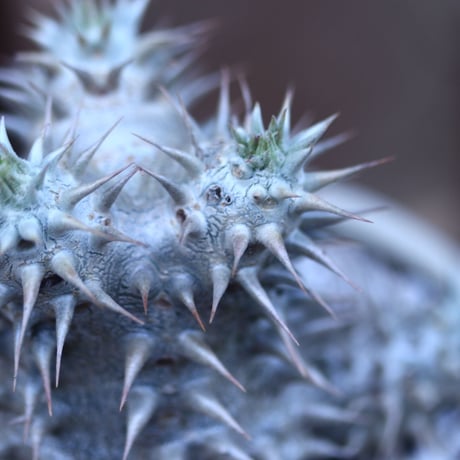 パキポディウム  恵比寿大黒   Pachypodium  Densicaule    no.31418