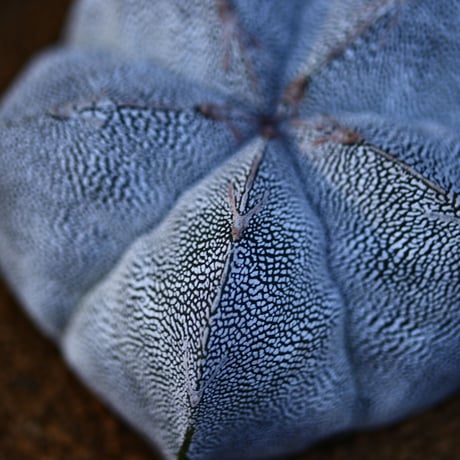アストロフィツム  恩塚ランポー玉 ／Astrophytum myriostigma cv.　no.13038