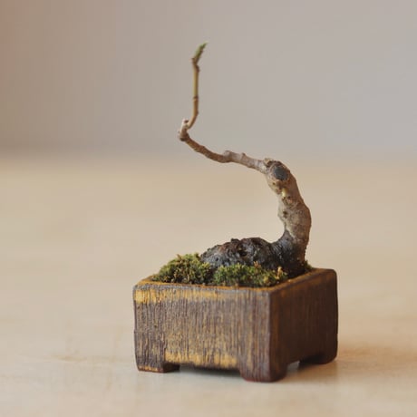 CATEGORY 盆栽 | 芽の巣山