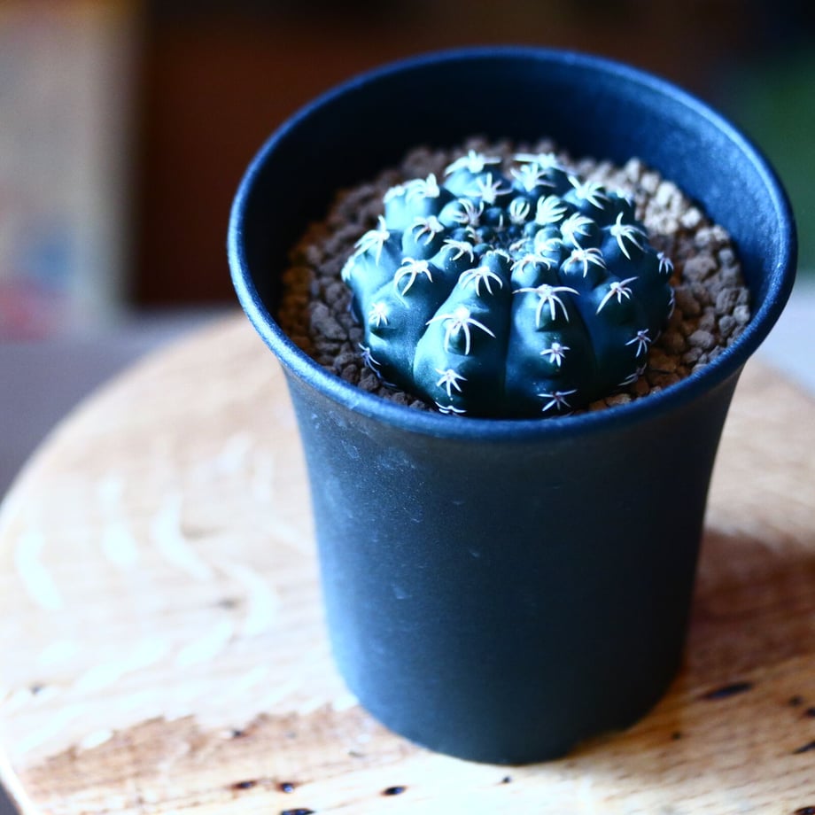 5fae41c7f0b1080ddc0a6e5b