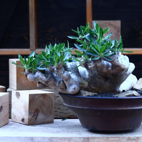 パキポディウム ブレビカリックス／Pachypodium densiflorum var. brevicalyx      no.82936