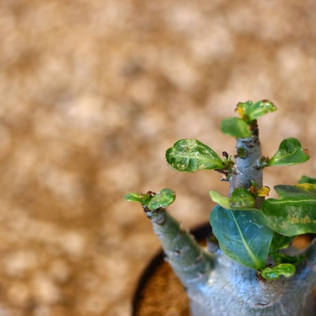 アデニウム アラビカム / Adenium  arabicum   no.51437
