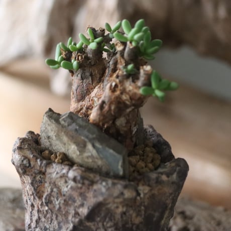 Ceraria pygmaea × Fumio Kadoya / PLANETX 　no.63010