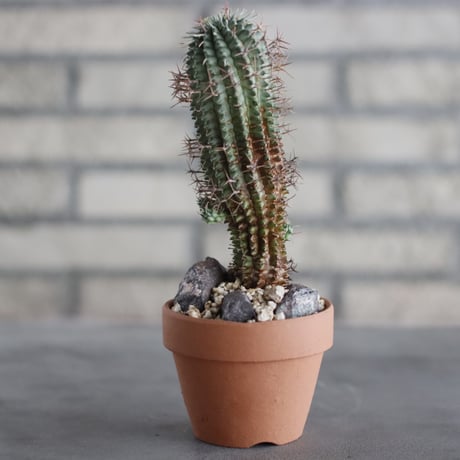 Euphorbia stellispina (秋星冠) / South Africa / T.W. × YAMABACHI (3号) no.329/5