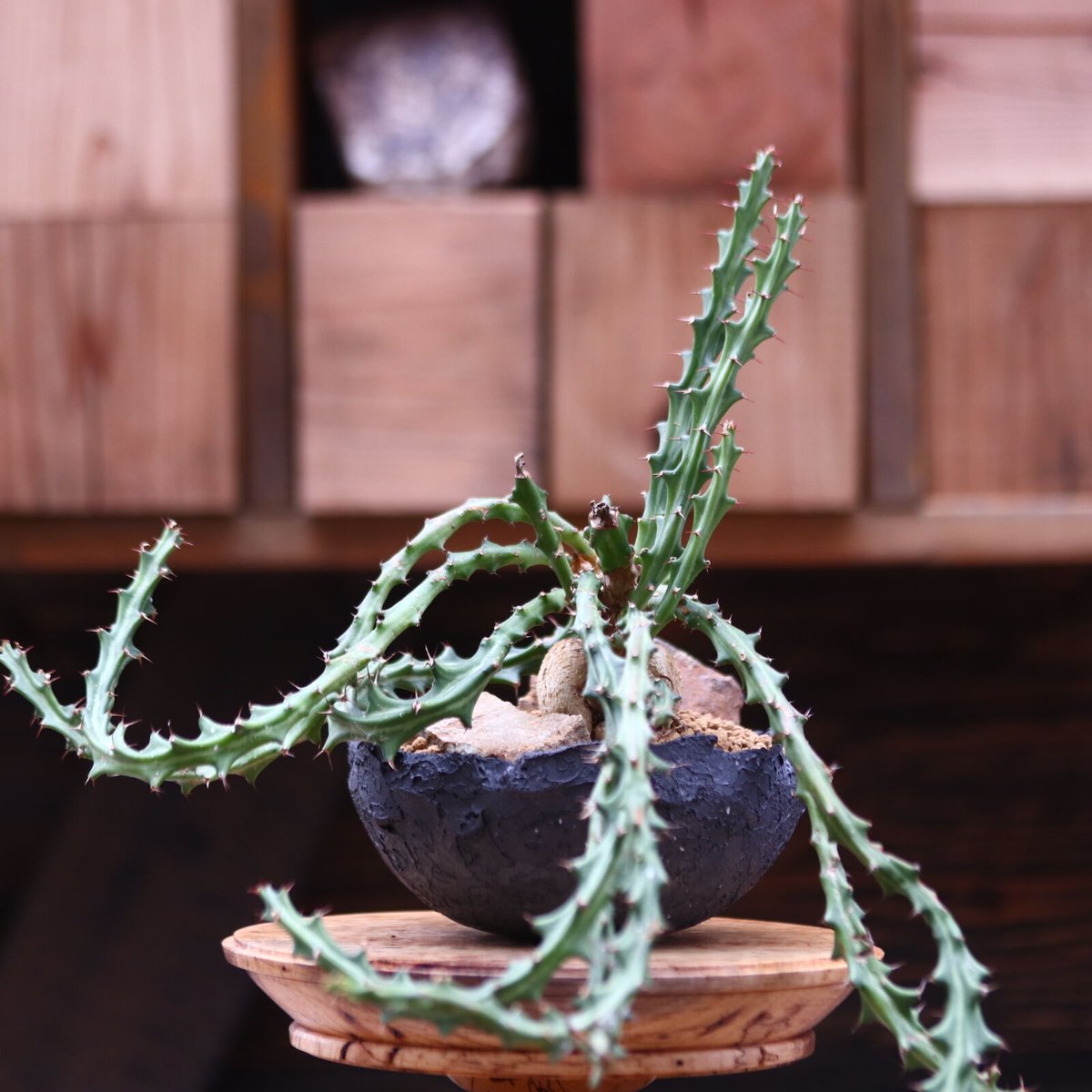 ユーフォルビア クンチー／Euphorbia knuthii no.20528 | 芽の巣山