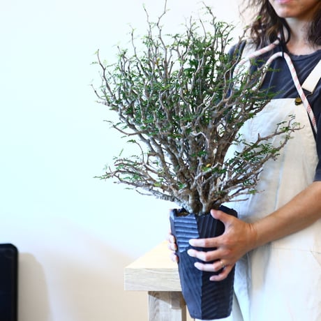 N/OH × Senna meridionalis    no.61863