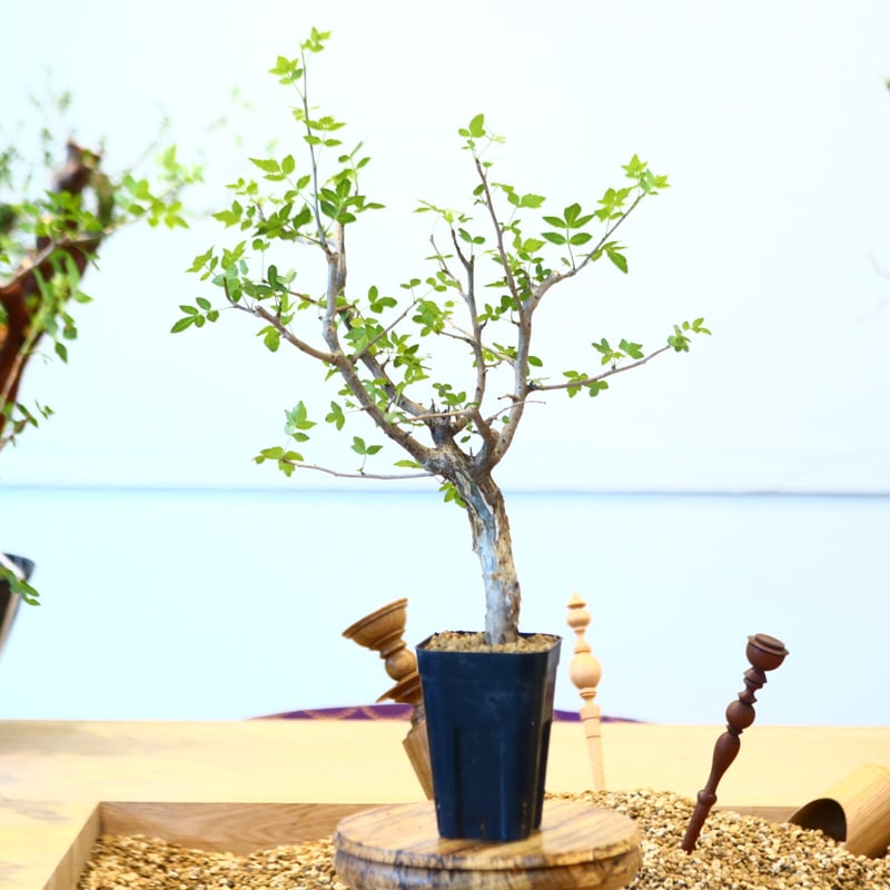 ブルセラ ファガロイデス / Bursera fagaroides no.62519 | ブルセラ ファガロイデス / Bursera fagaroides no.62519 |