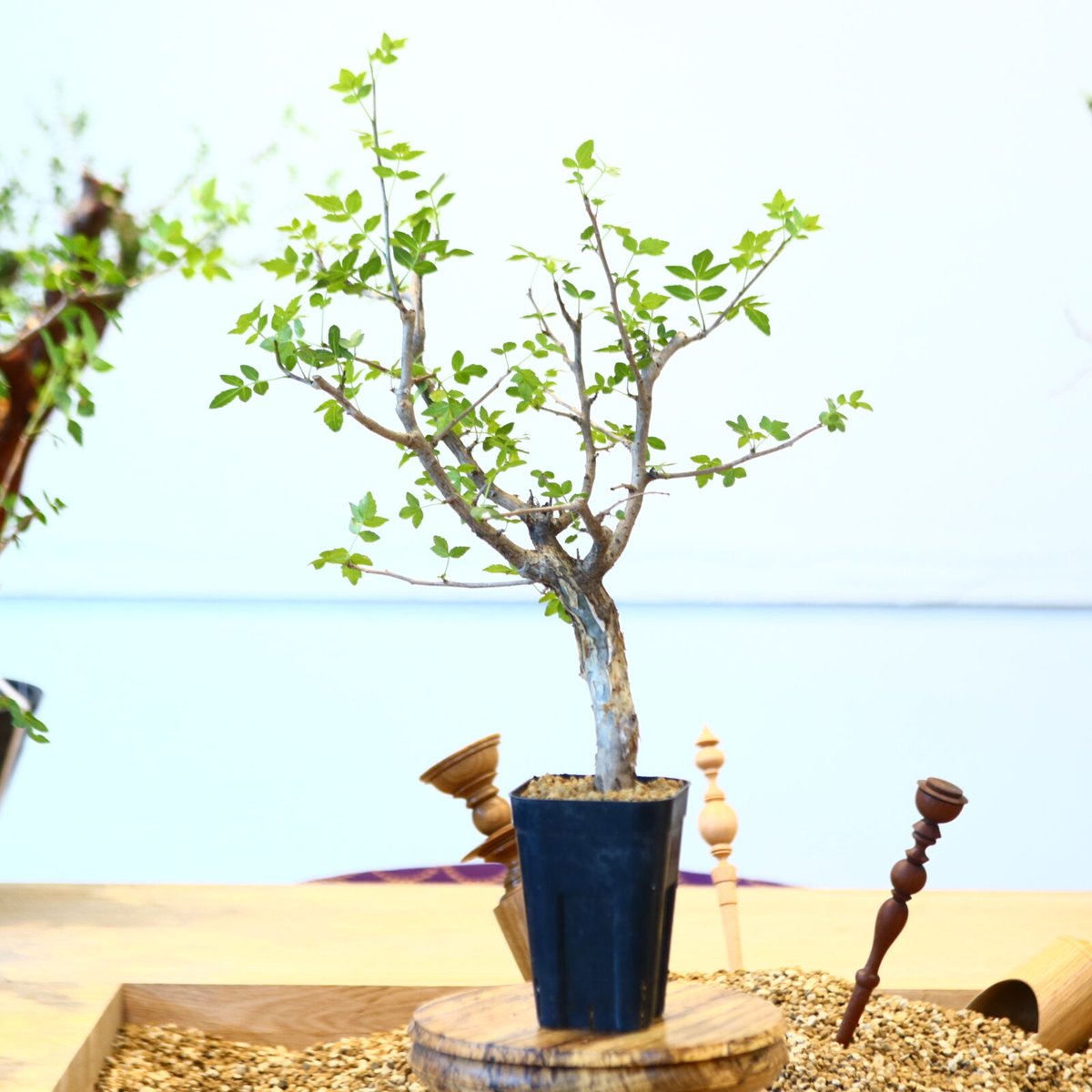 ブルセラ ファガロイデス / Bursera fagaroides no.62519 |