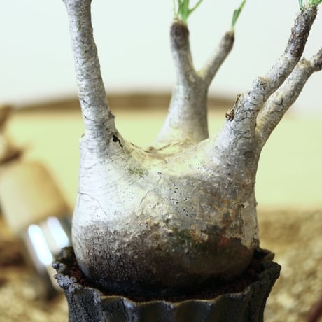 パキポディウム  グラキリス / Pachypodium  gracilius   no.52105