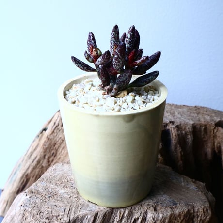 アドロミクス  フィリカウリス レッドフォーム   Adromischus filicaulis No.040