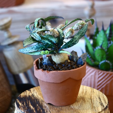 YAMABACHI ver. N/OH × Euphorbia francoisii   no.111903