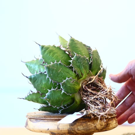 Agave horrida / Style of Chika   no.1015/59