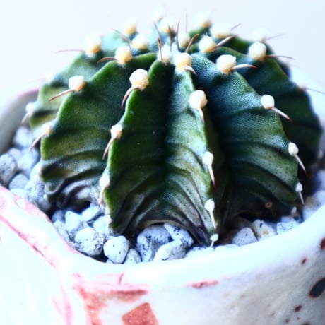 ギムノカリキウム   フィードリッフィーLB2178  Gymnocalycium friedrichii    no.11228