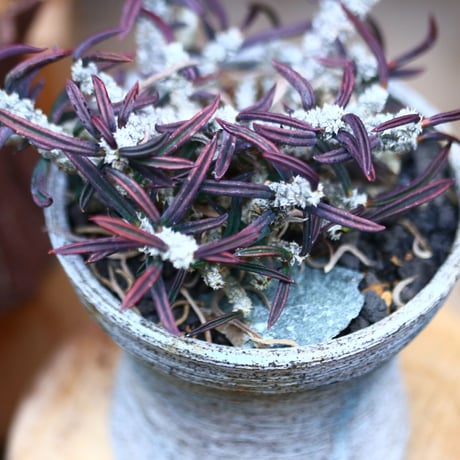ユーフォルビア キリンドフォリア／Euphorbia cylindrifolia   no.41003