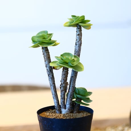 ポーチュラカ モロキニエンシス / Portulaca molokiniensis  no.51425