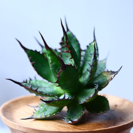 アガベ ホリダ    Agave horrida     no.1025-2