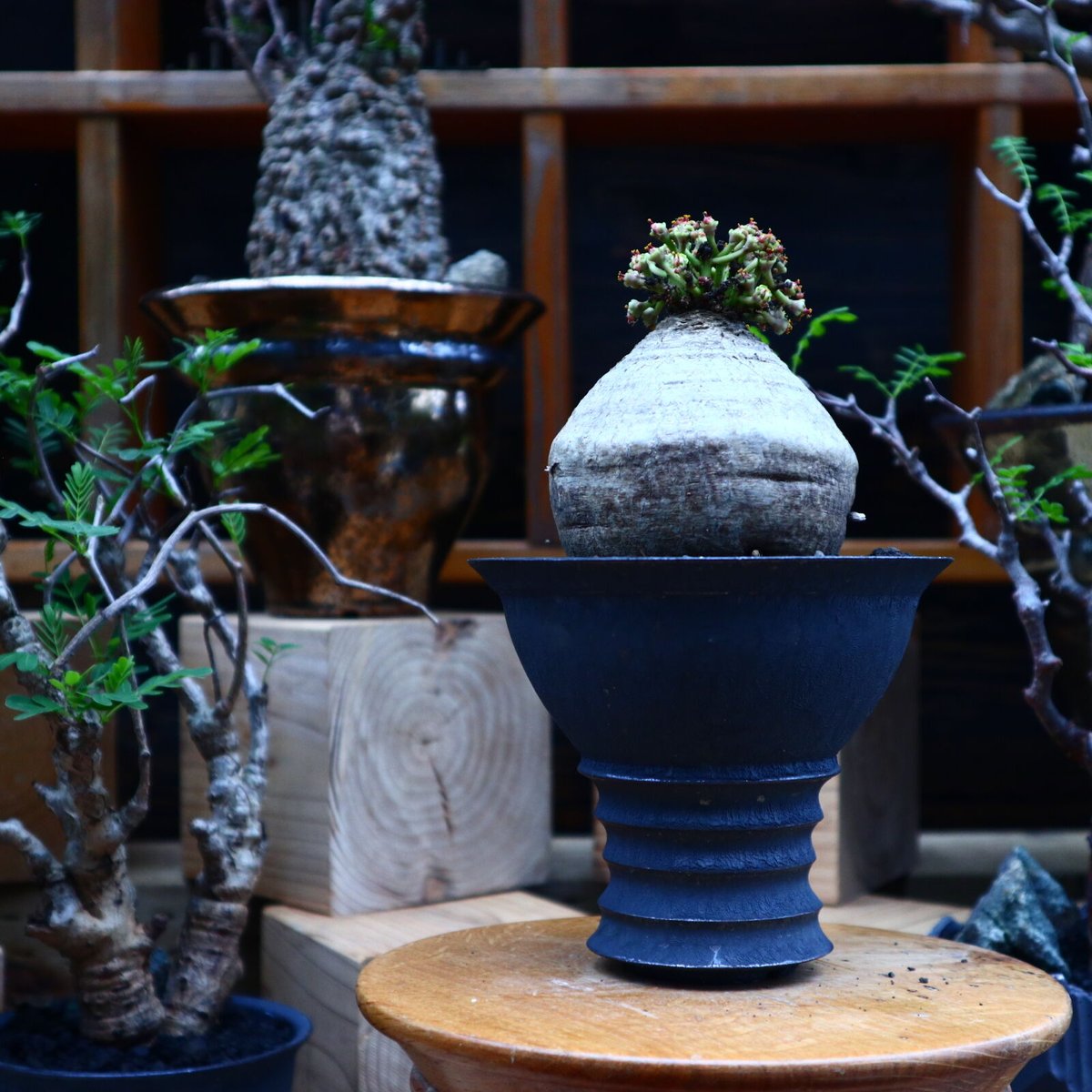 ユーフォルビアデシドゥア×カタチ製作所 isla del pescado - Euphorbia