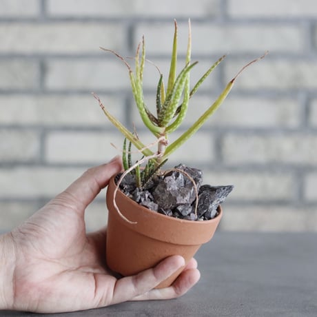 Aloe cooperi × YAMABACHI (3号)  no.621/39