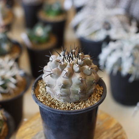 Copiapoa cinerea  / 短刺黒刺黒王丸 (3号)  no.1226/9