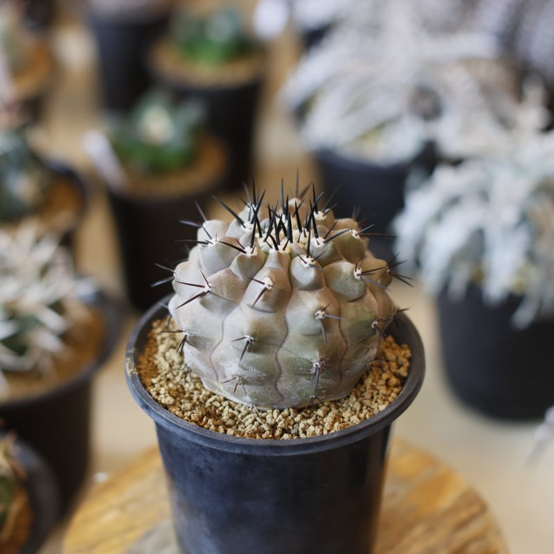 短刺　黒王丸　コピアポア　台付 Copiapoa cinerea / 短刺黒刺黒王丸 (3号) no.1226/9 | 芽の巣山