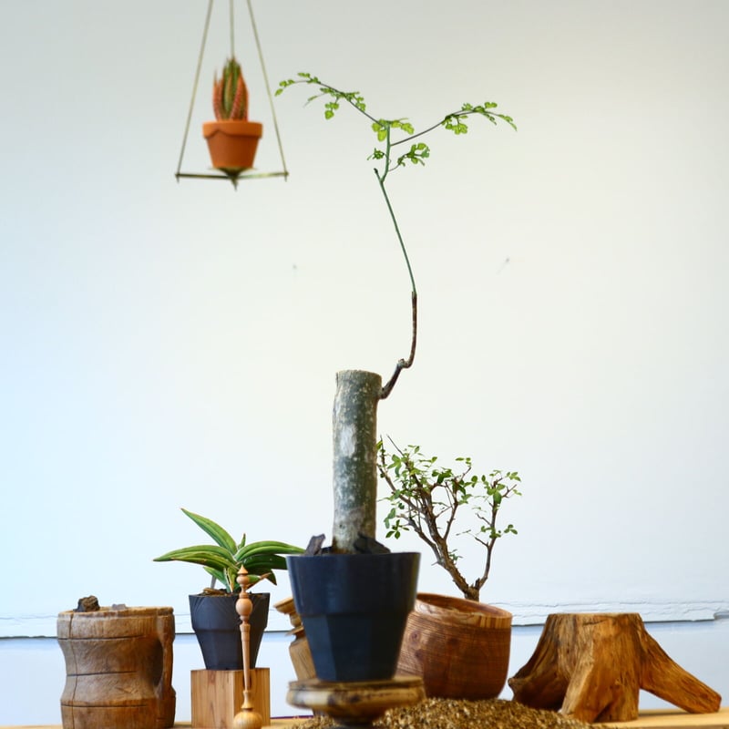 Adenia perrieri × N/OH no.92442 | 芽の巣山