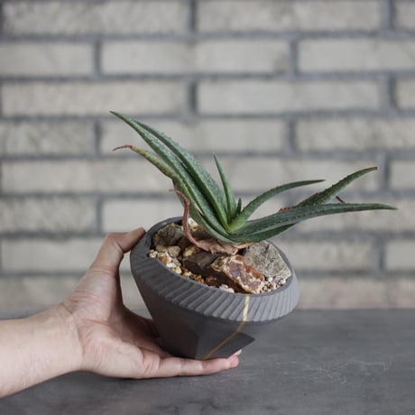 Aloe lavranosii Reynolds Yemen CITES Species × N/OH (5号)  no.510/21