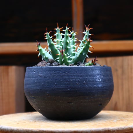 アロエ エリナケア／Aloe melanacantha ssp. var. erinacea  no.61911