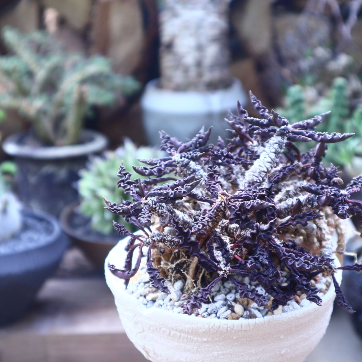 大株 ユーフォルビア デカリー 鉢付き ユーフォルビア デカリー スピロスティカ 2号 プラ鉢 塊根植物