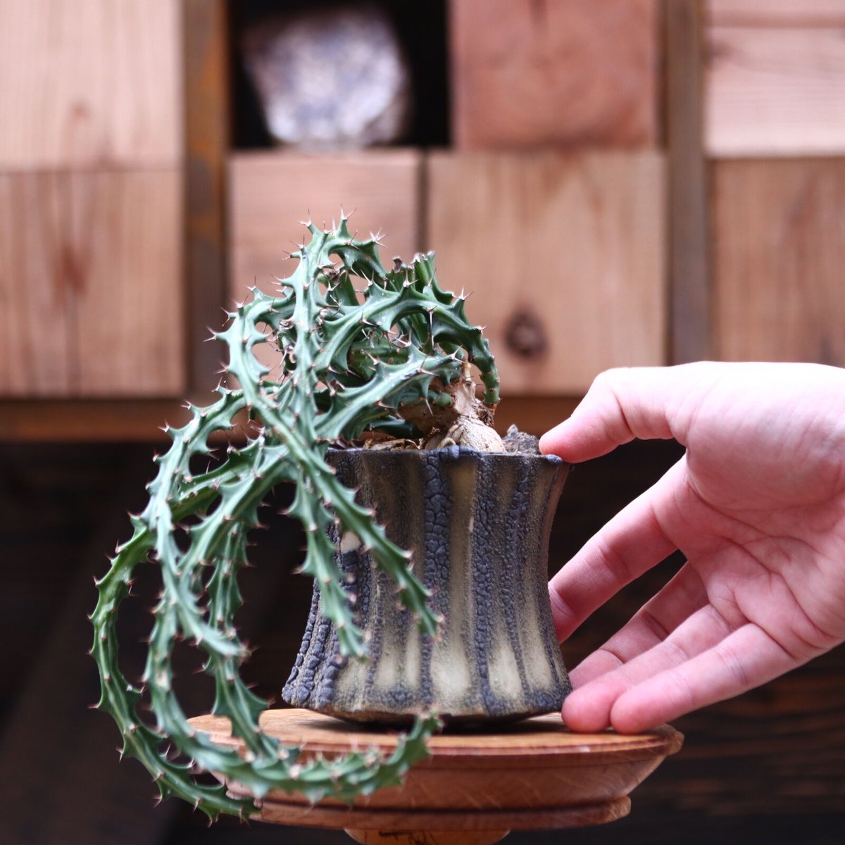 ユーフォルビア クンチー/Euphorbia knuthii no.20527 | 芽の巣山 ユーフォルビア クンチー/Euphorbia knuthii no.20527 | 芽の巣山