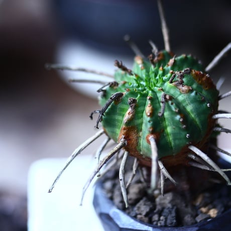 ユーフォルビア  バリダ    Euphorbia valida     no.71922