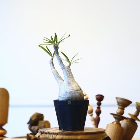 パキポディウム  グラキリス / Pachypodium  gracilius   no.52820