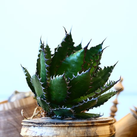 Agave horrida    no.121/14