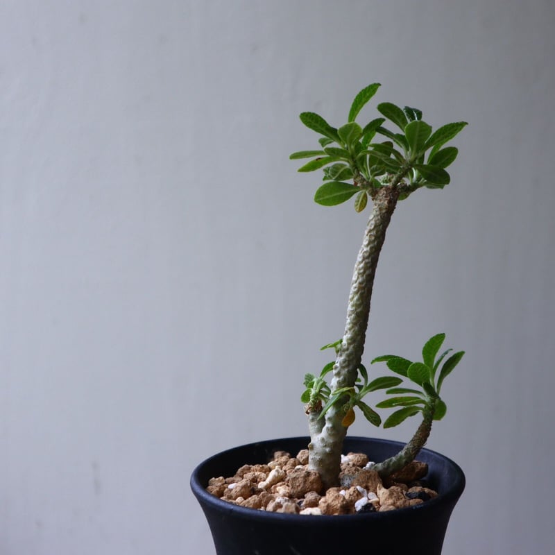 ドルステニア ギガス Dorstenia gigas no.92311 | 芽の巣山