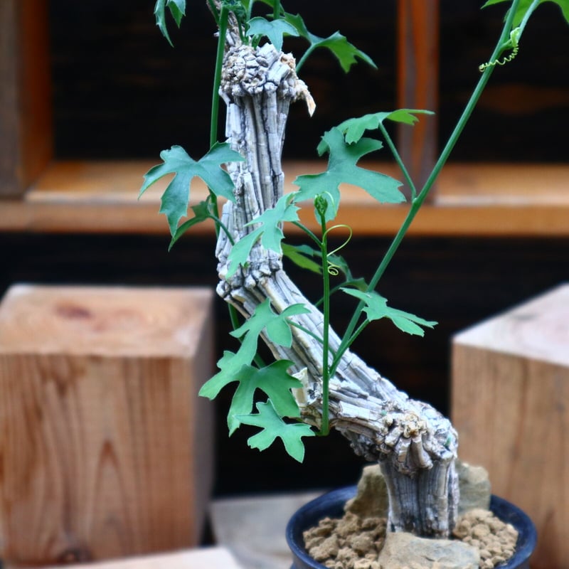 コラロカルプス グロメルリフロルス ／ Corallocarpus glomerulif