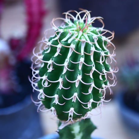ユーフォルビア  コルムナリス 接木  Euphorbia columnaris   no.32112