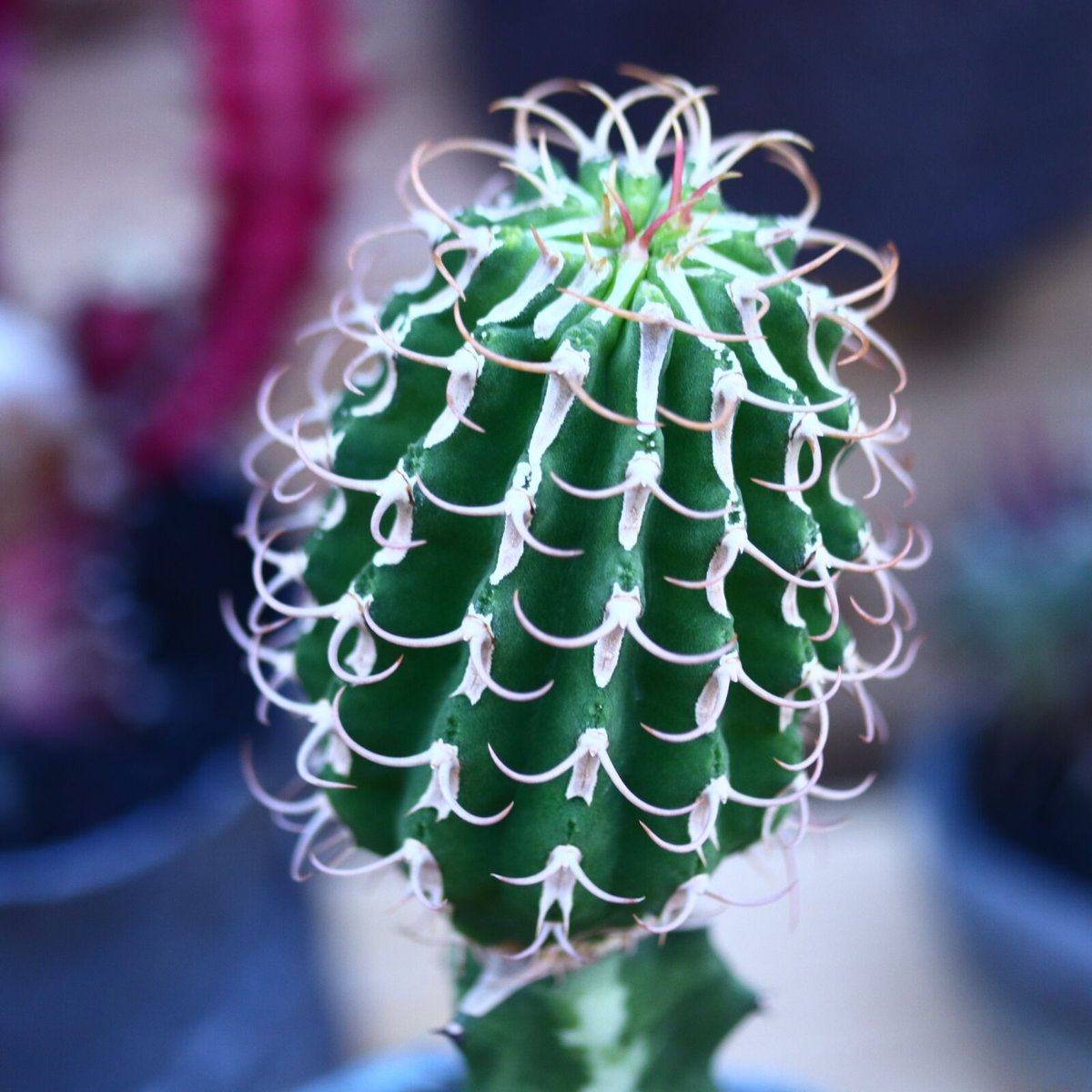 ユーフォルビアコルムナリス 群生 台付 ユーフォルビア コルムナリス 接木 Euphorbia columnaris no.3